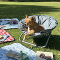 Pet Camping Chair
